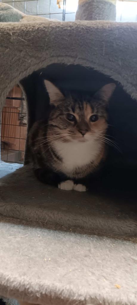 Tammy, Adoptable, Adult Female Domestic Short Hair.