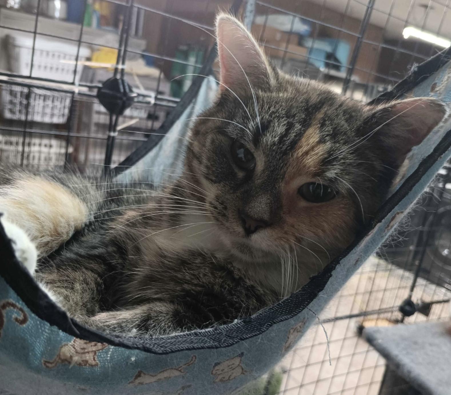 Tammy, an adoptable Domestic Short Hair in Crossville, TN, 38557 | Photo Image 2