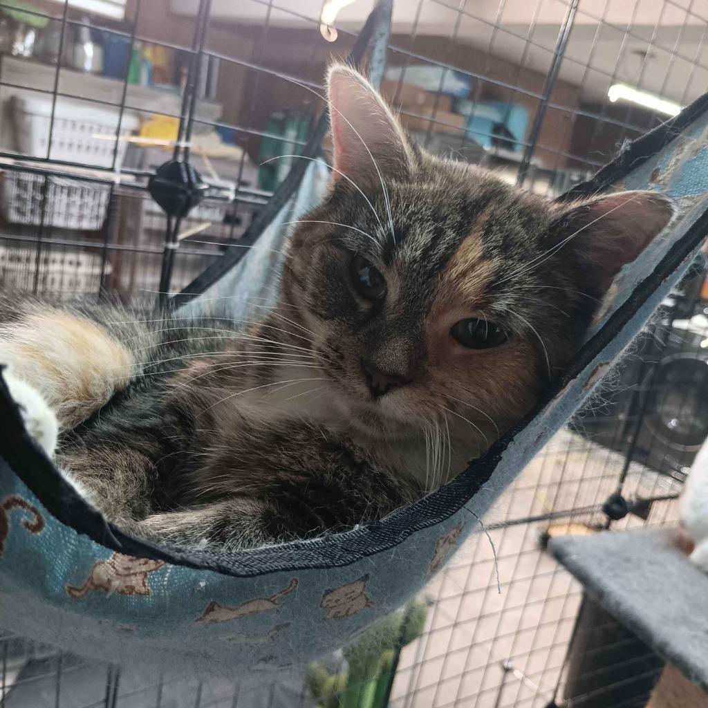 Tammy, Adoptable, Adult Female Domestic Short Hair.