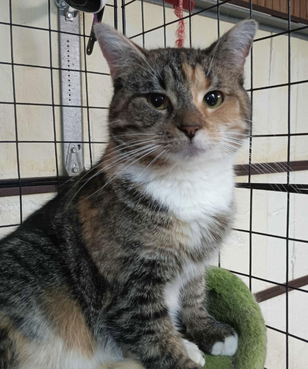 Tammy, an adoptable Domestic Short Hair in Crossville, TN, 38557 | Photo Image 1