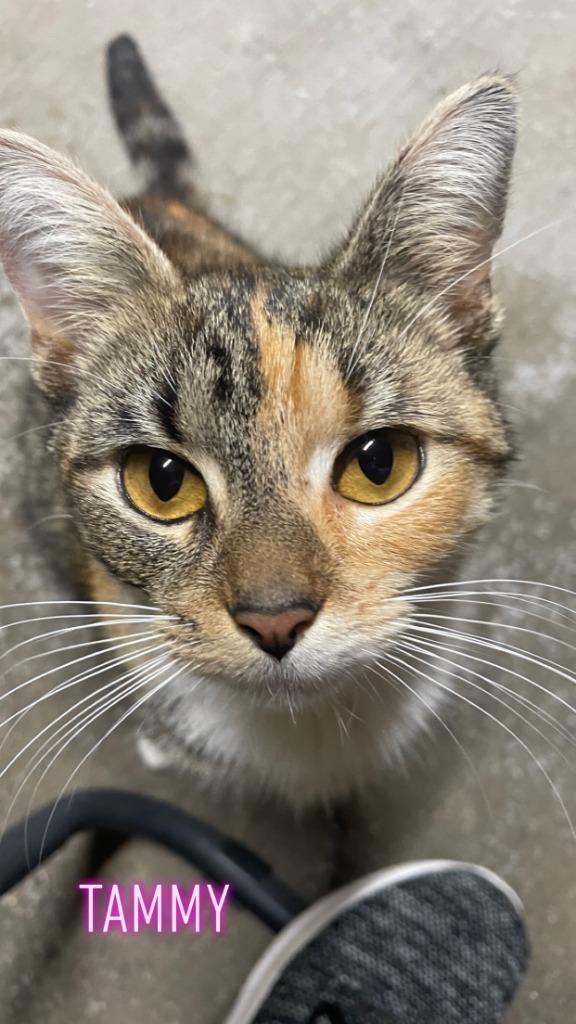 Enlarge Tammy, a Adoptable mixed breed in Crossville, TN image 4/4