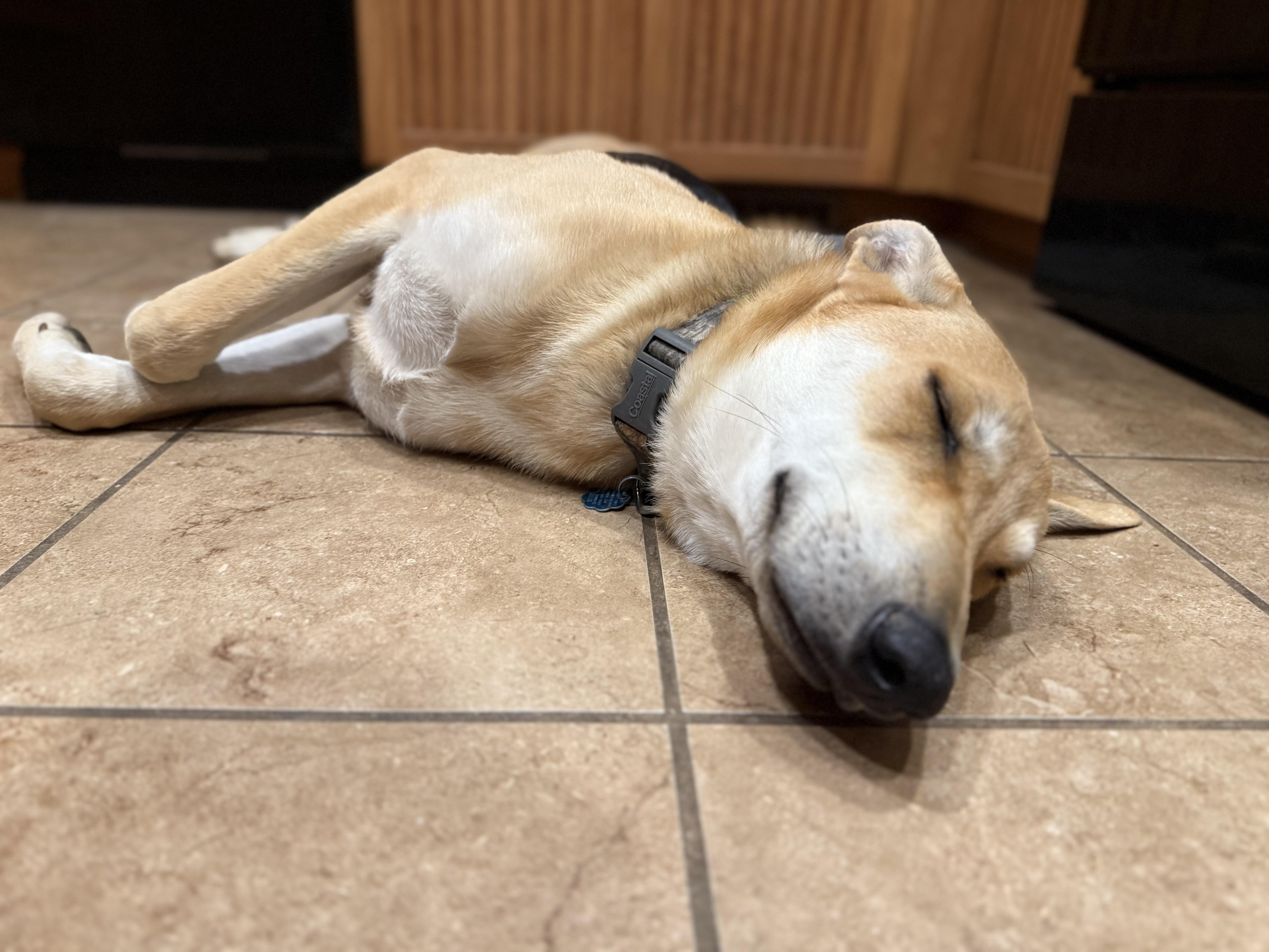 Enlarge Copper, an adopted mixed breed in Murray, NE image 2/4