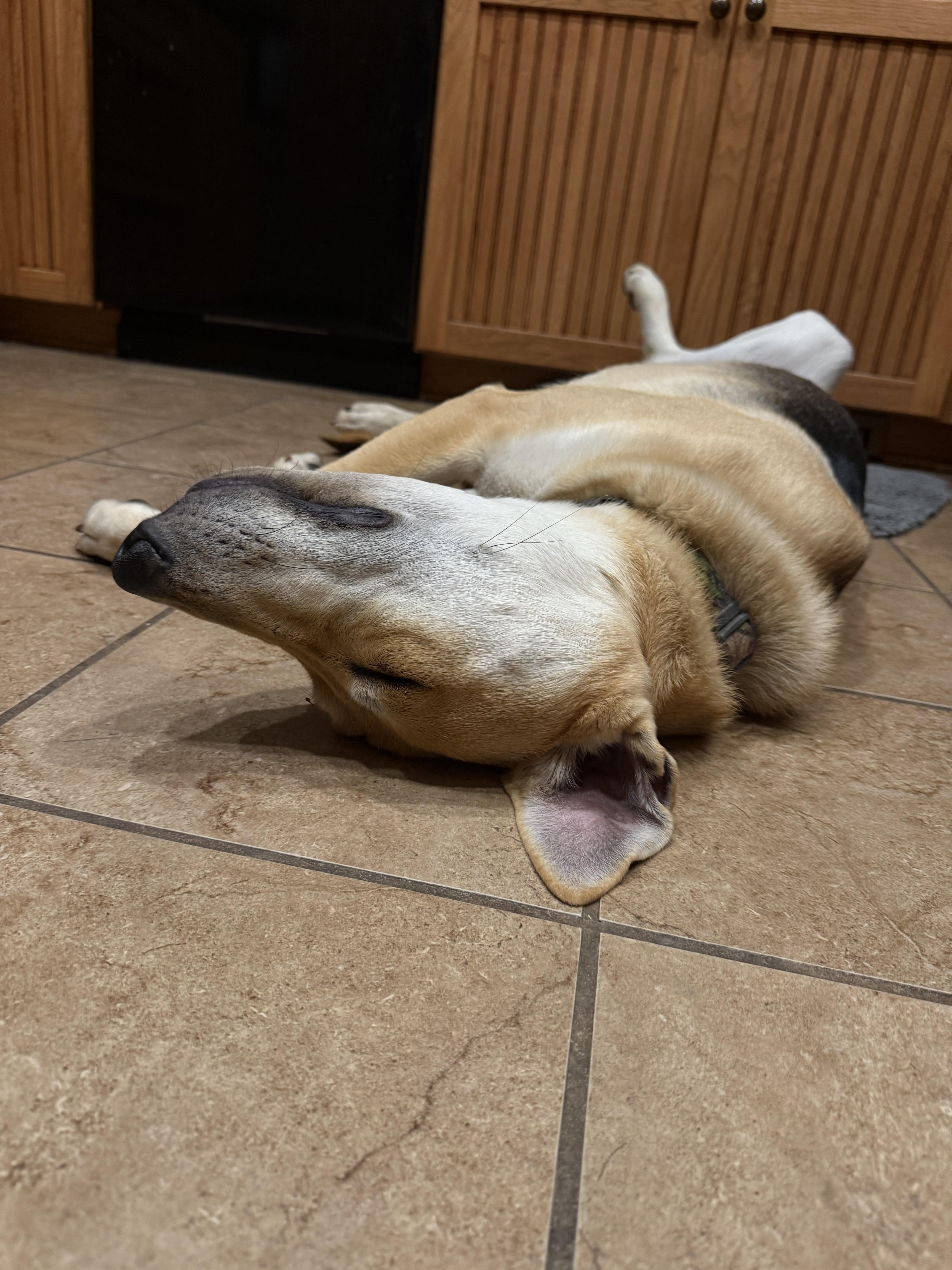 Enlarge Copper, an adopted mixed breed in Murray, NE image 3/4