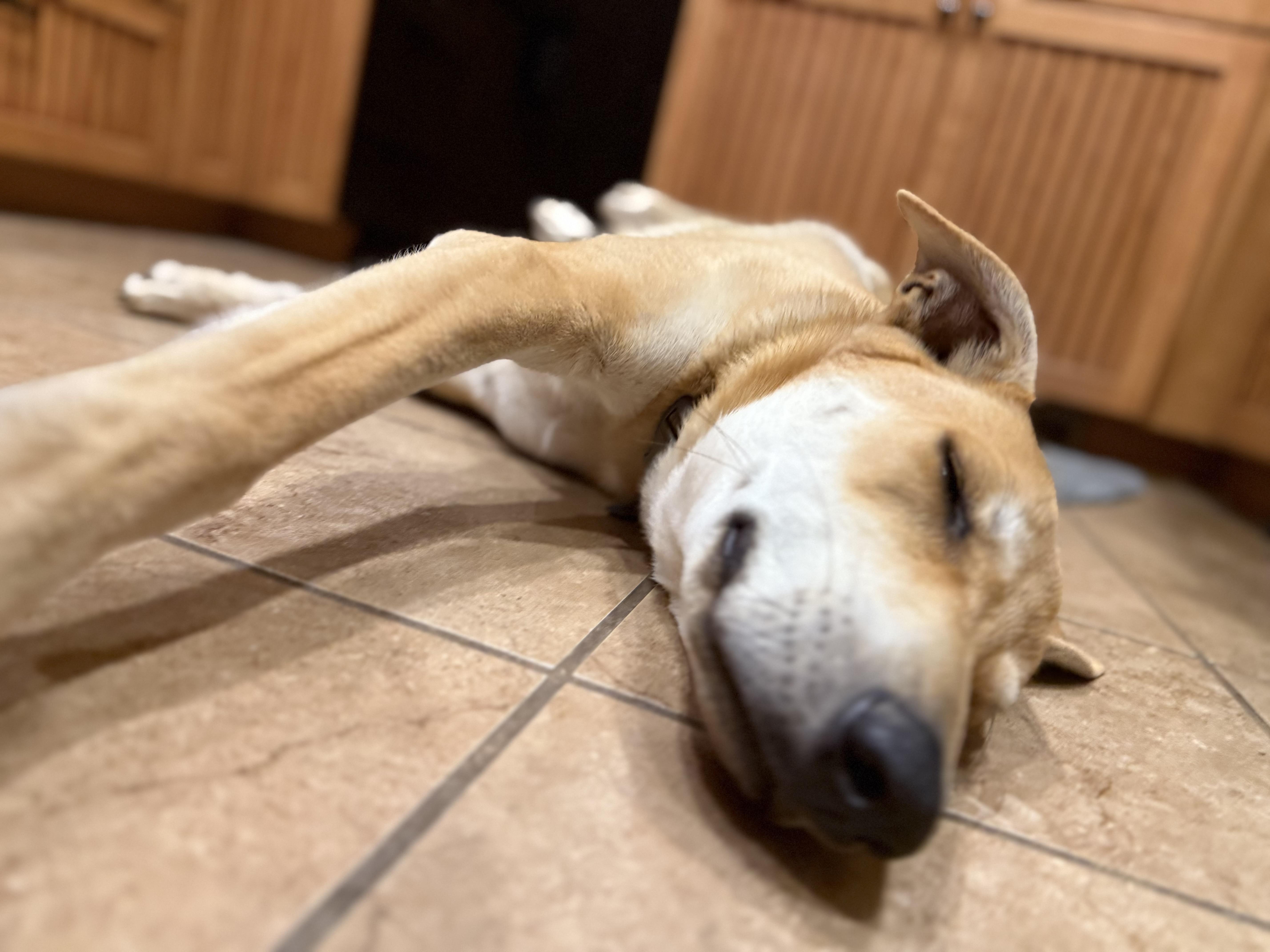 Enlarge Copper, an adopted mixed breed in Murray, NE image 4/4