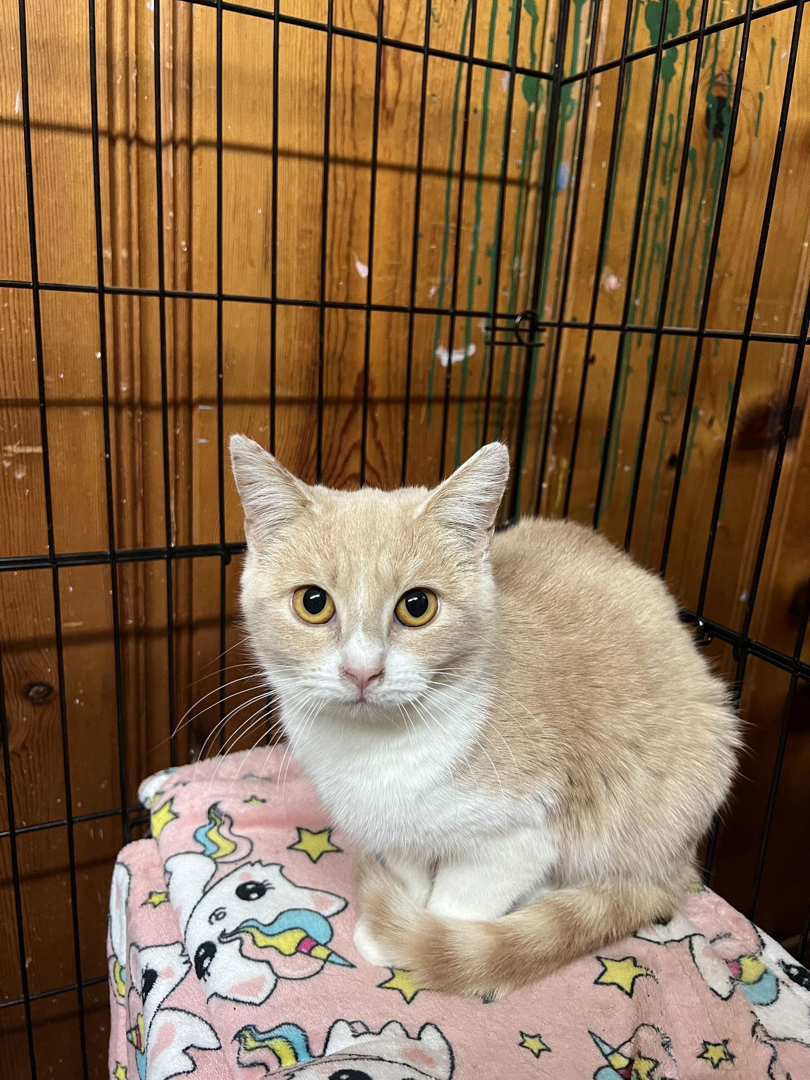 Enlarge Korra, a Adoptable Domestic Short Hair in Bangs, TX image 1/1