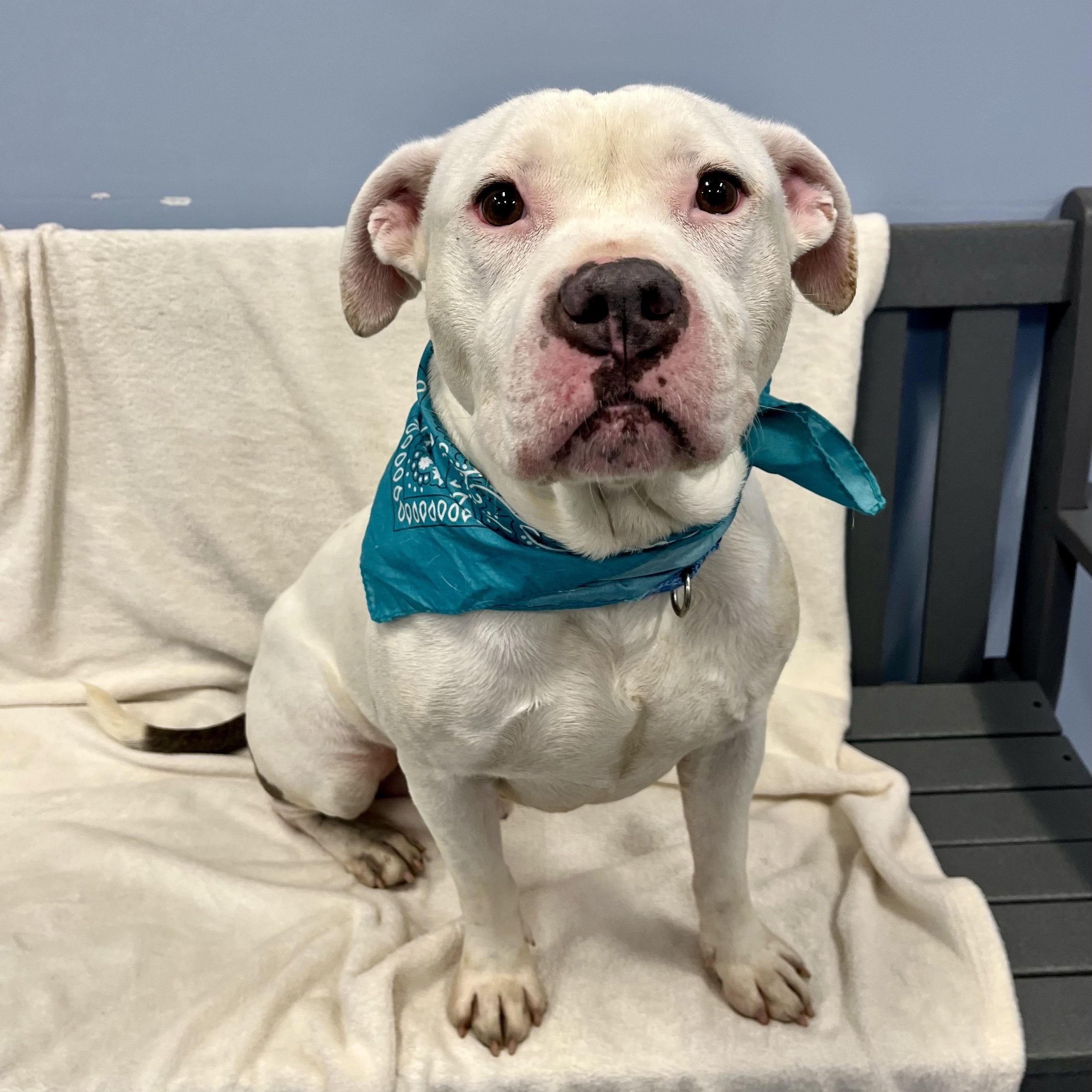 Enlarge Coconut, an adoptable Mixed Breed in Canal Winchester, OH image 5/5