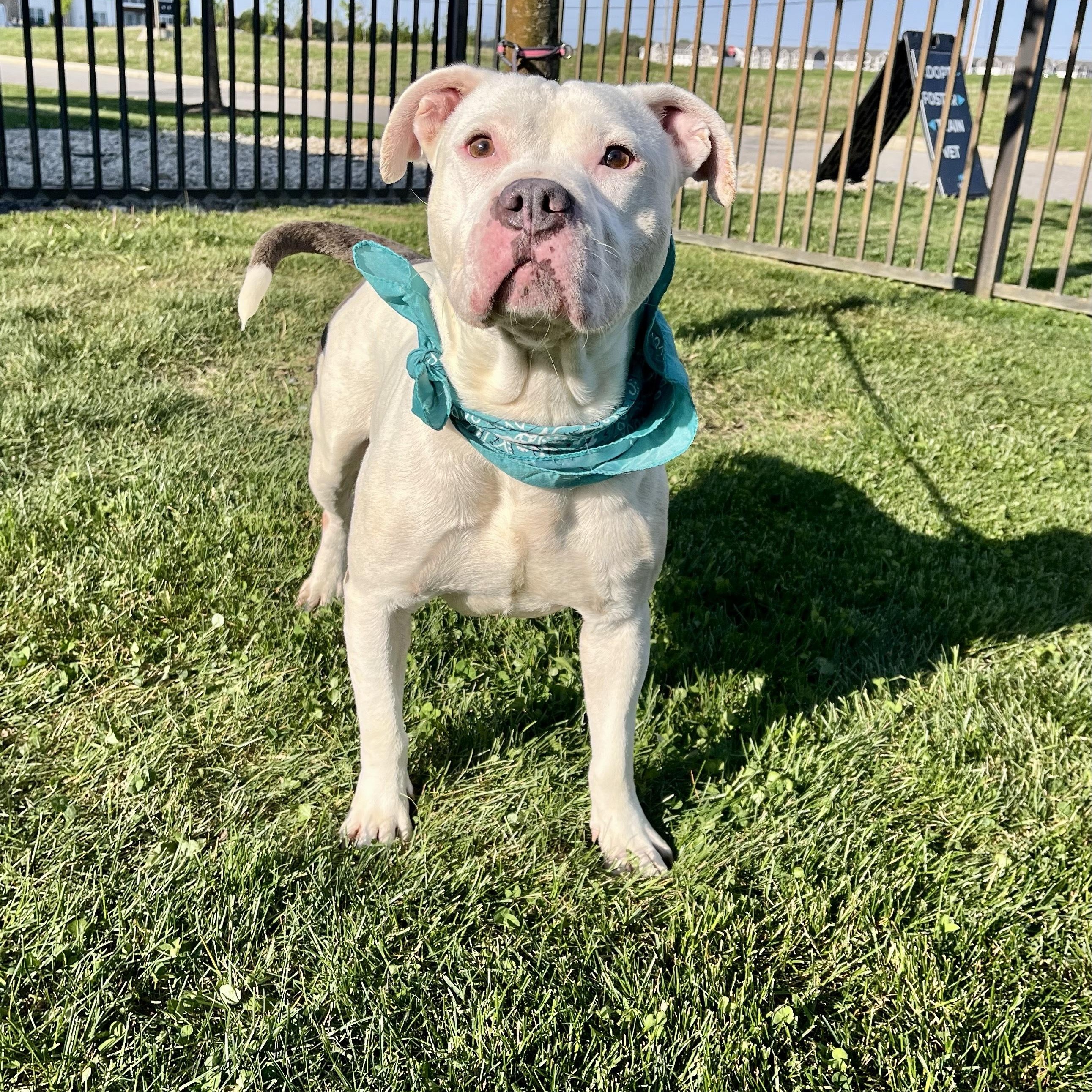 Enlarge Coconut, an adoptable Mixed Breed in Canal Winchester, OH image 2/5