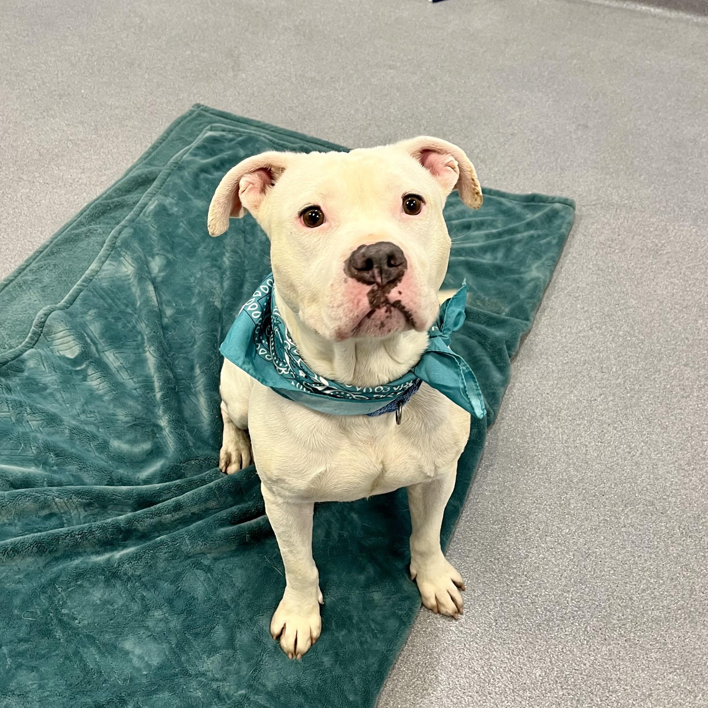 Coconut, adoptable, Adult Male Mixed Breed.