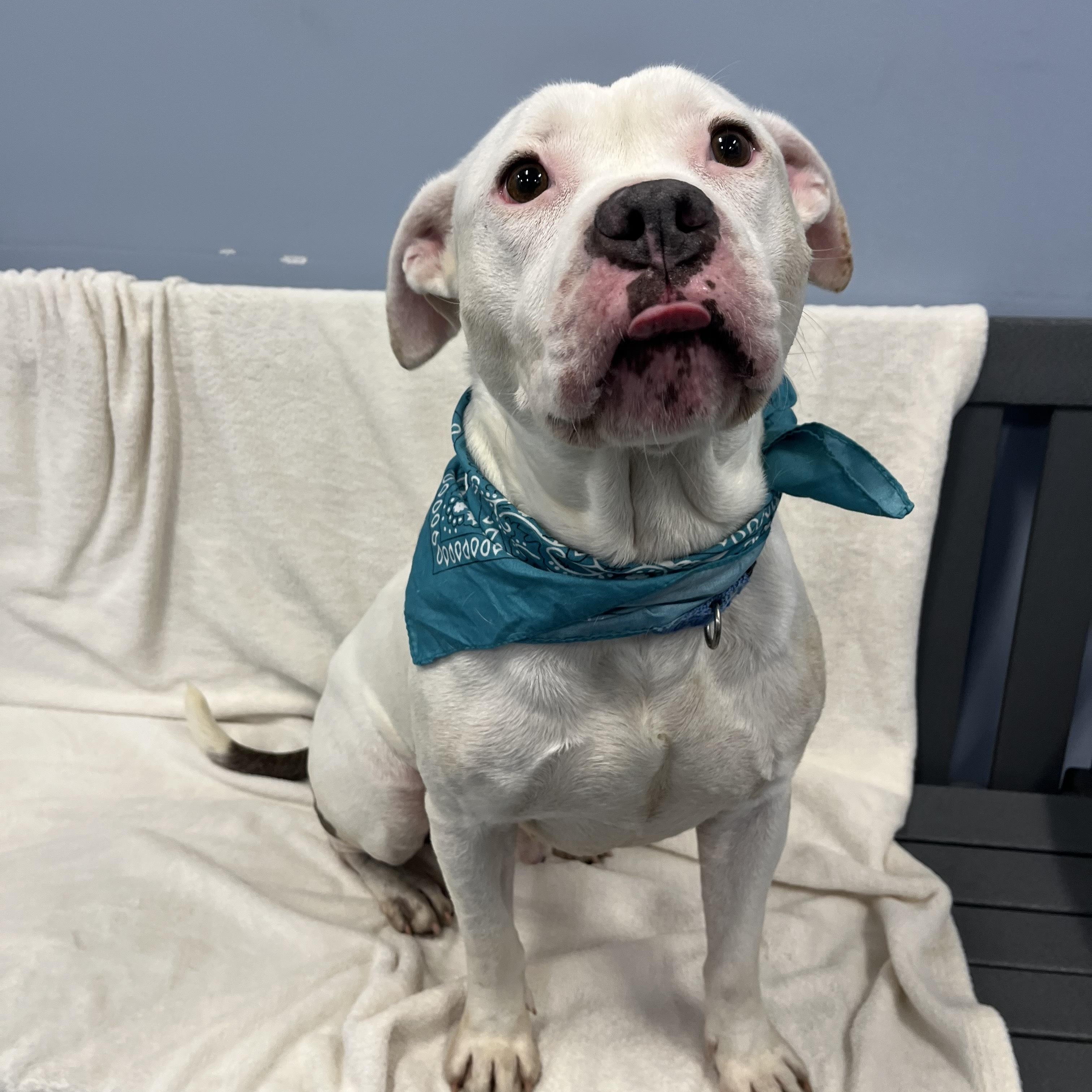 Enlarge Coconut, an adoptable Mixed Breed in Canal Winchester, OH image 4/5