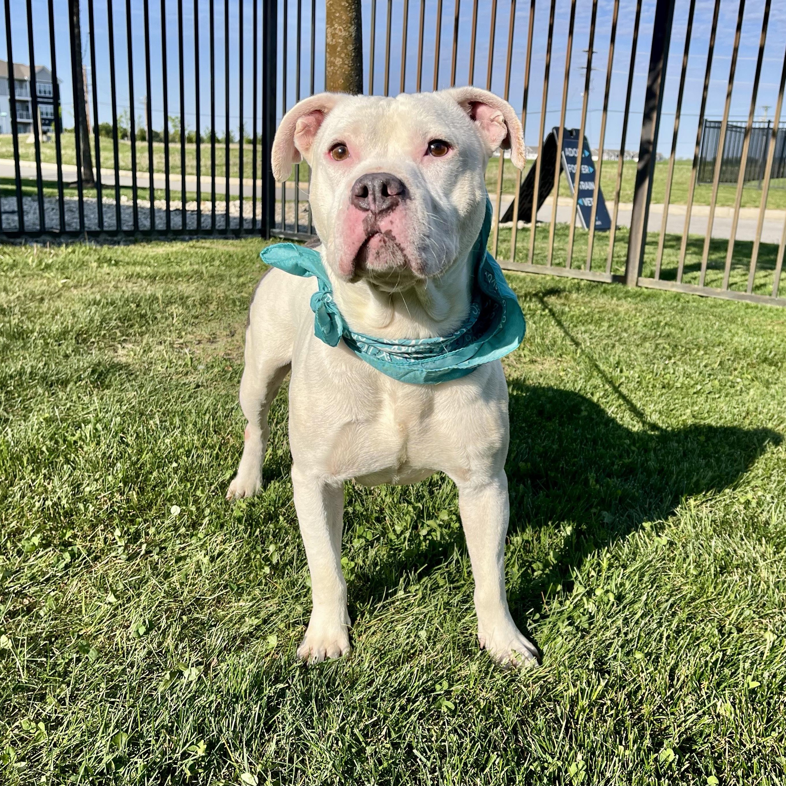 Enlarge Coconut, an adoptable Mixed Breed in Canal Winchester, OH image 3/5