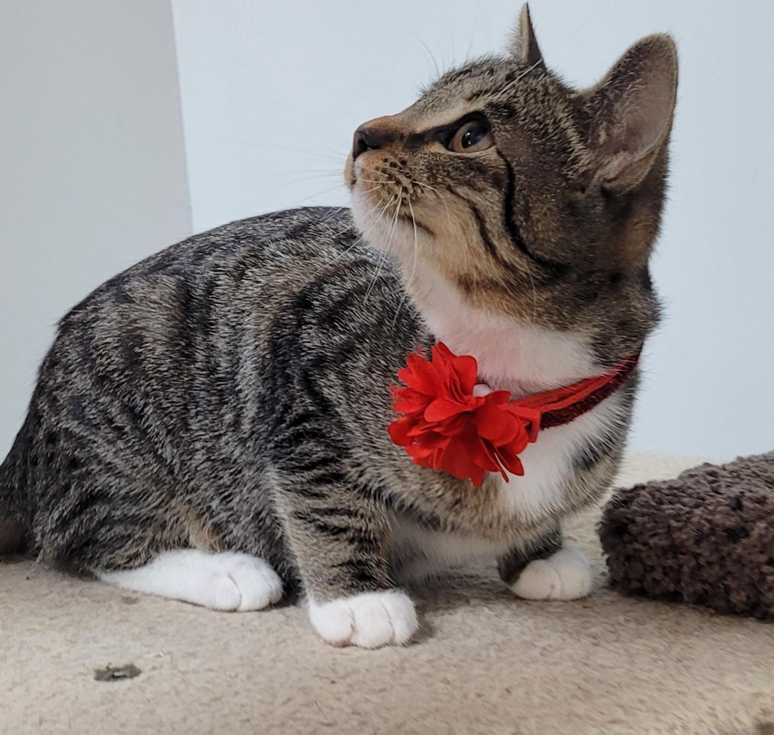 Skid, Adoptable, Young Female Domestic Short Hair.