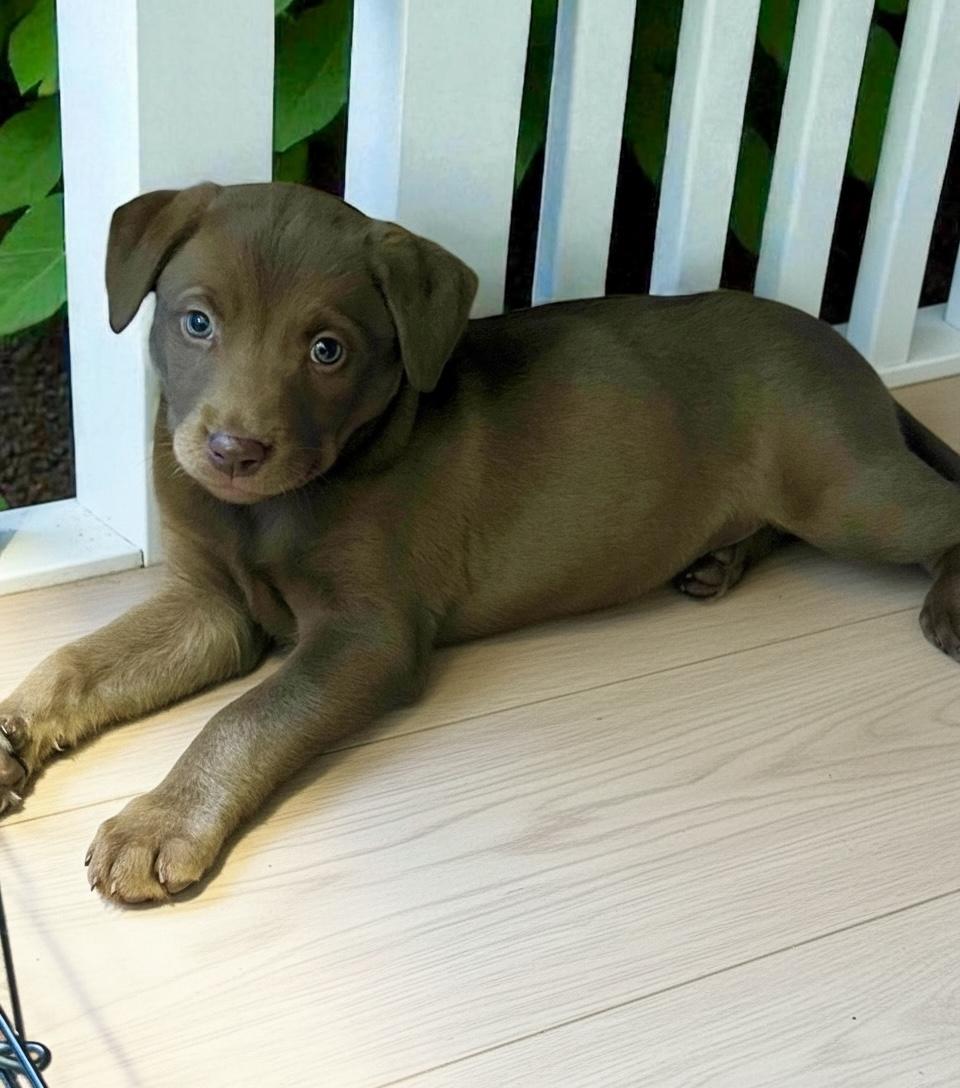 Enlarge Amber, a Adopted Labrador Retriever in Los Angeles, CA image 1/1