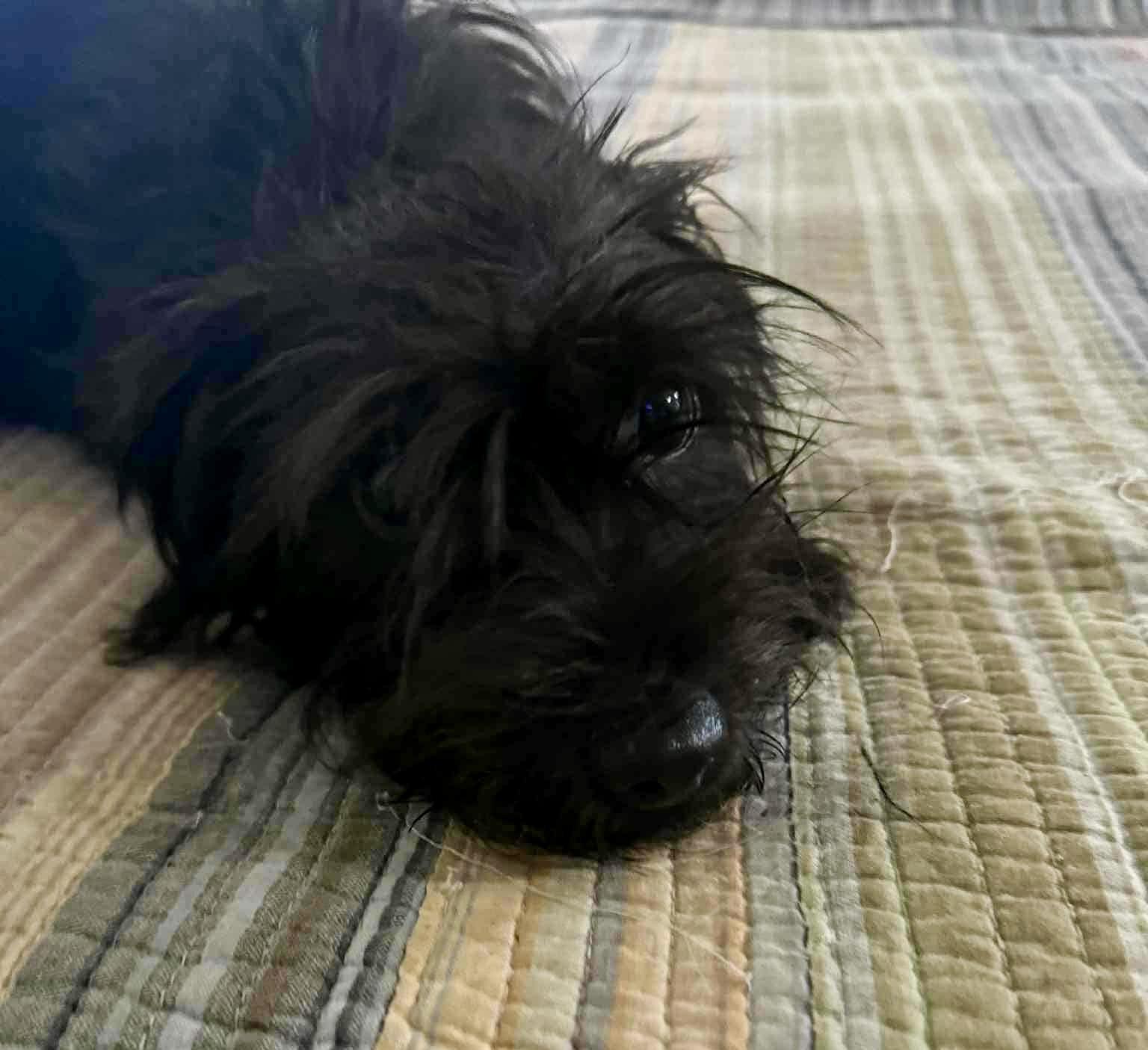 Punky, adopted, Puppy Female Bichon Frise & Yorkshire Terrier.