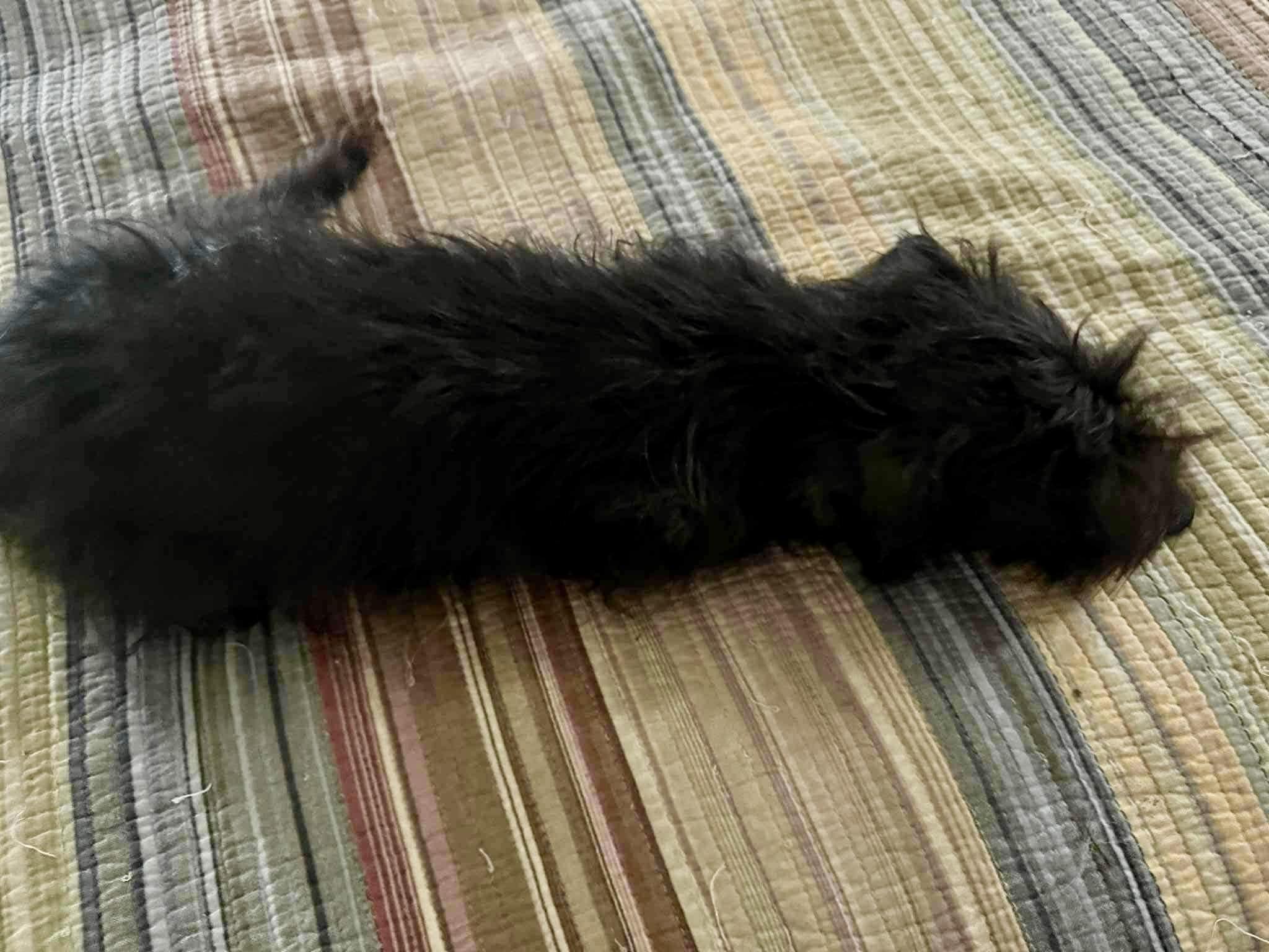 Punky, an adopted mixed breed in Rockland, MA image 2/2