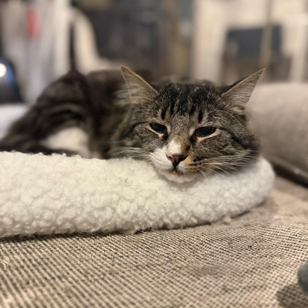 Enlarge Teddy, a Adoptable Domestic Long Hair in Jarrettsville, MD image 1/6