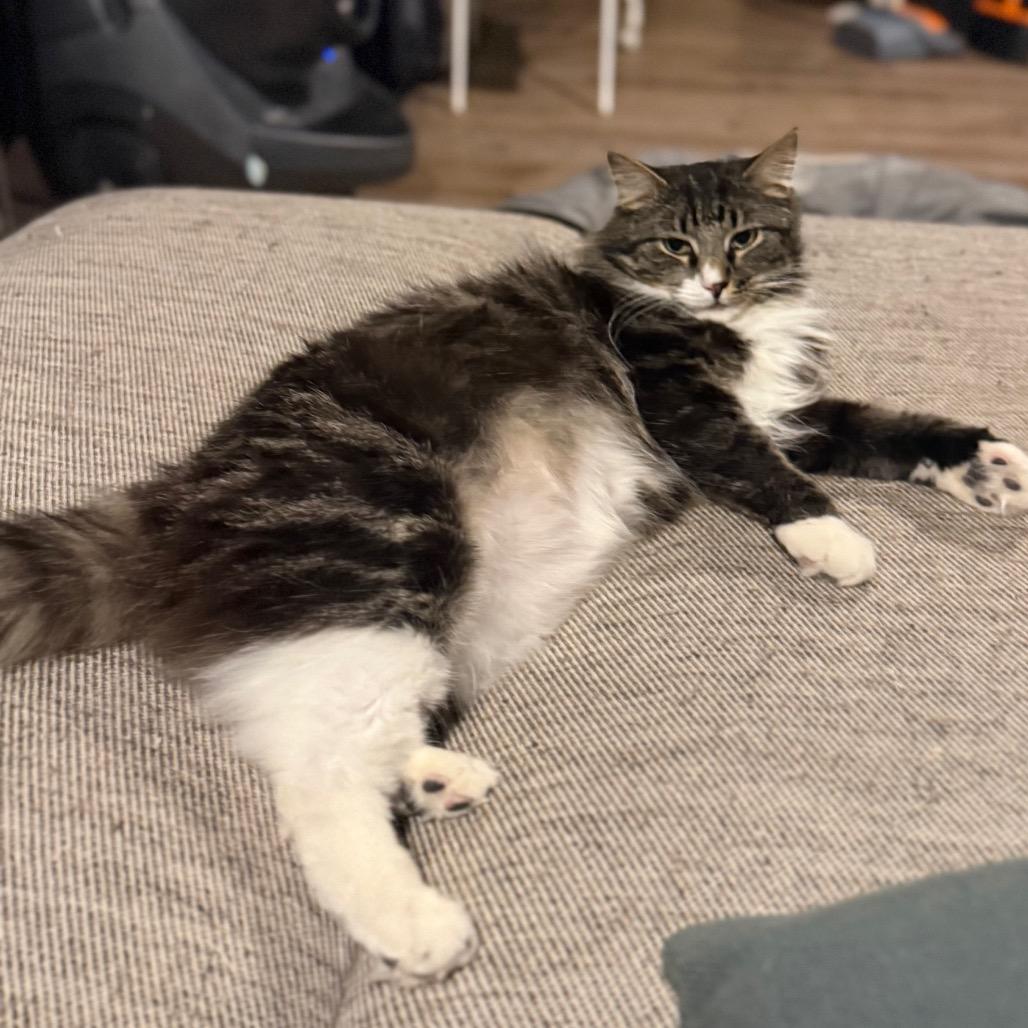 Enlarge Teddy, a Adoptable Domestic Long Hair in Jarrettsville, MD image 2/6