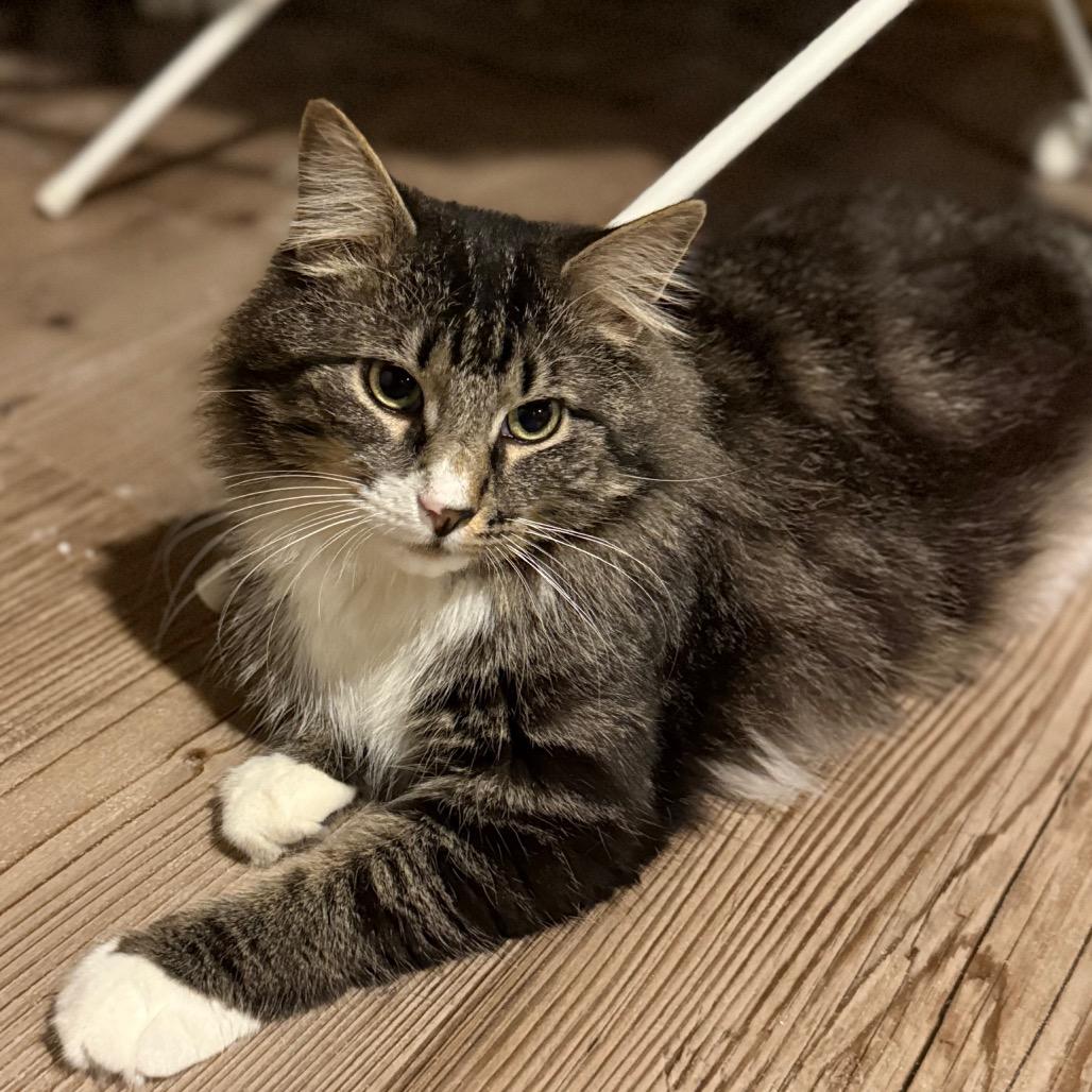 Enlarge Teddy, a Adoptable Domestic Long Hair in Jarrettsville, MD image 3/6