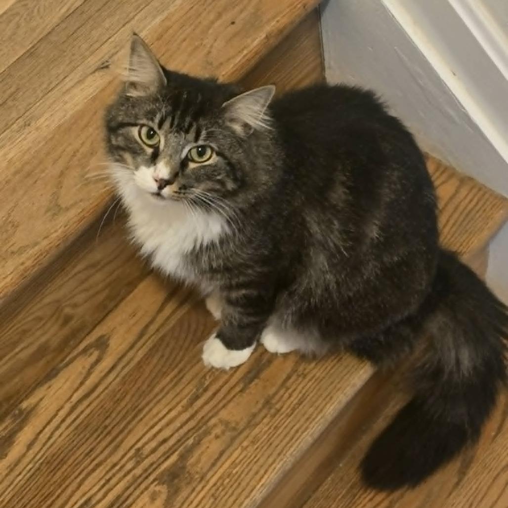 Enlarge Teddy, a Adoptable Domestic Long Hair in Jarrettsville, MD image 4/6