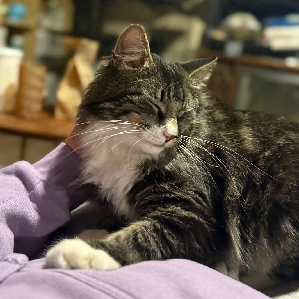 Enlarge Teddy, a Adoptable Domestic Long Hair in Jarrettsville, MD image 5/6