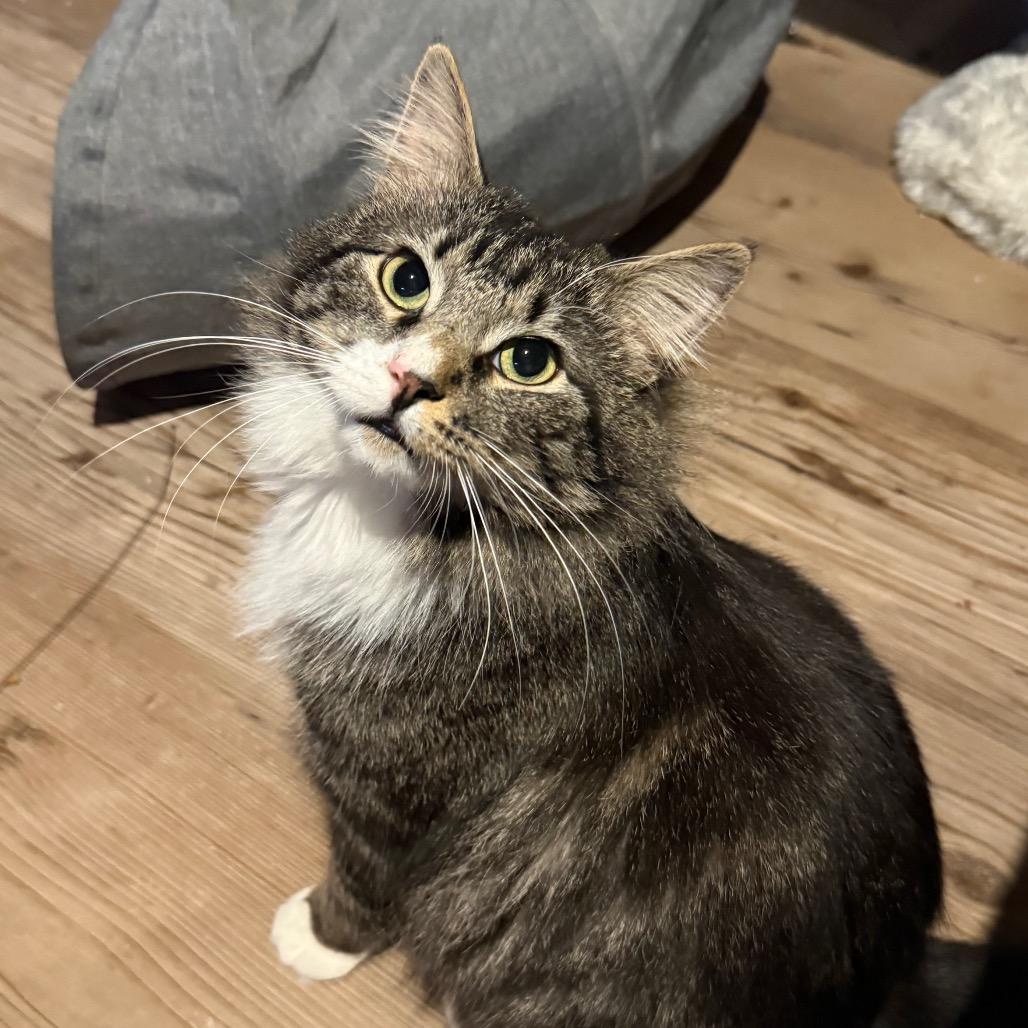 Enlarge Teddy, a Adoptable Domestic Long Hair in Jarrettsville, MD image 6/6
