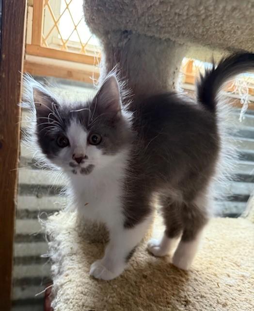 Schroeder & Woodstock