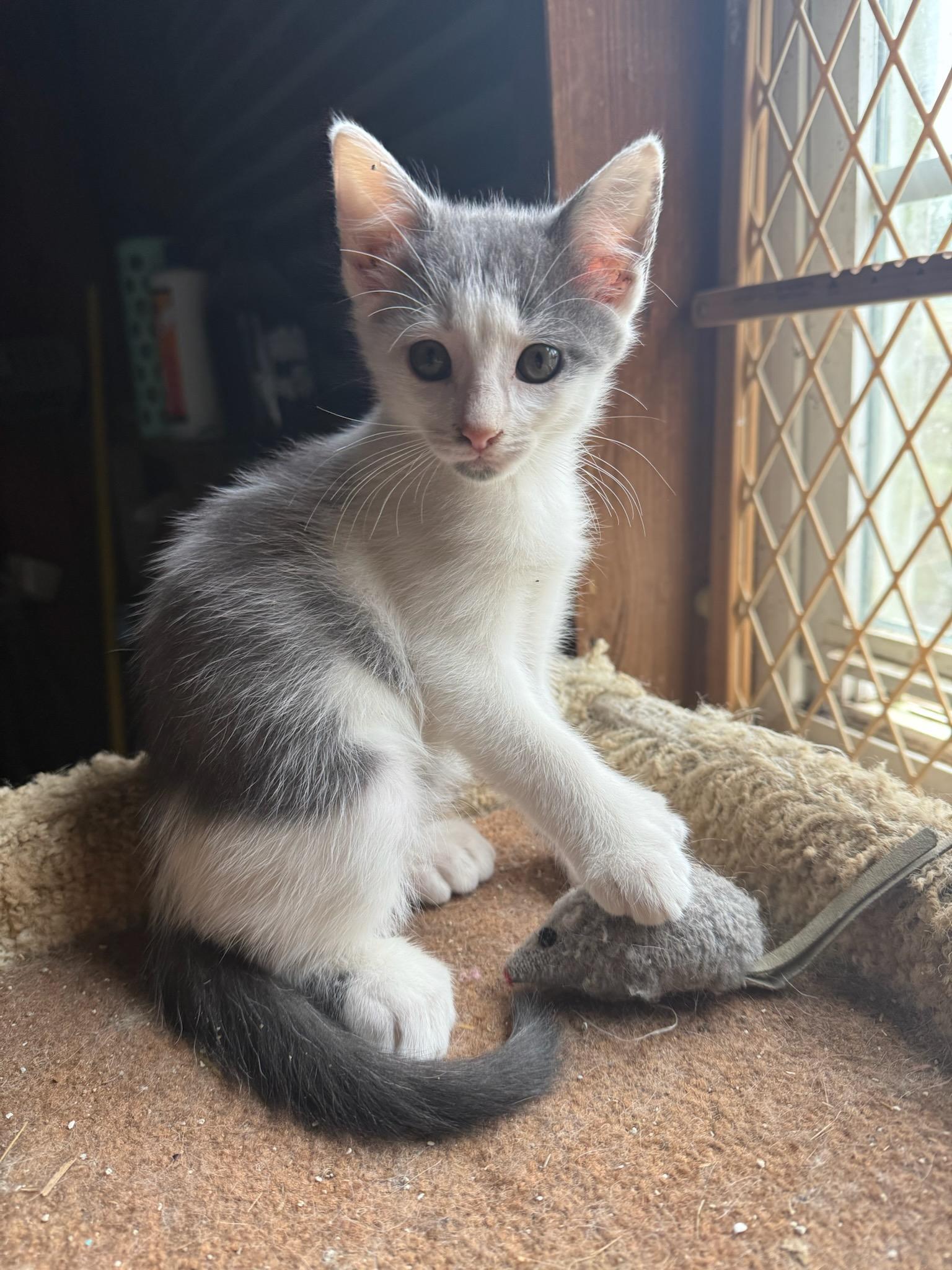 Schroeder & Woodstock