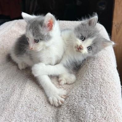 Schroeder & Woodstock