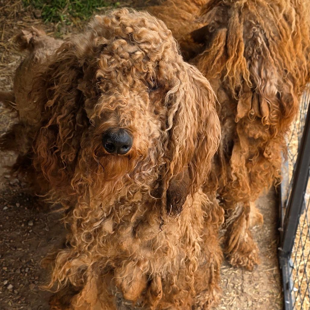 Allen, Adoptable, Young Male Poodle & Golden Retriever.