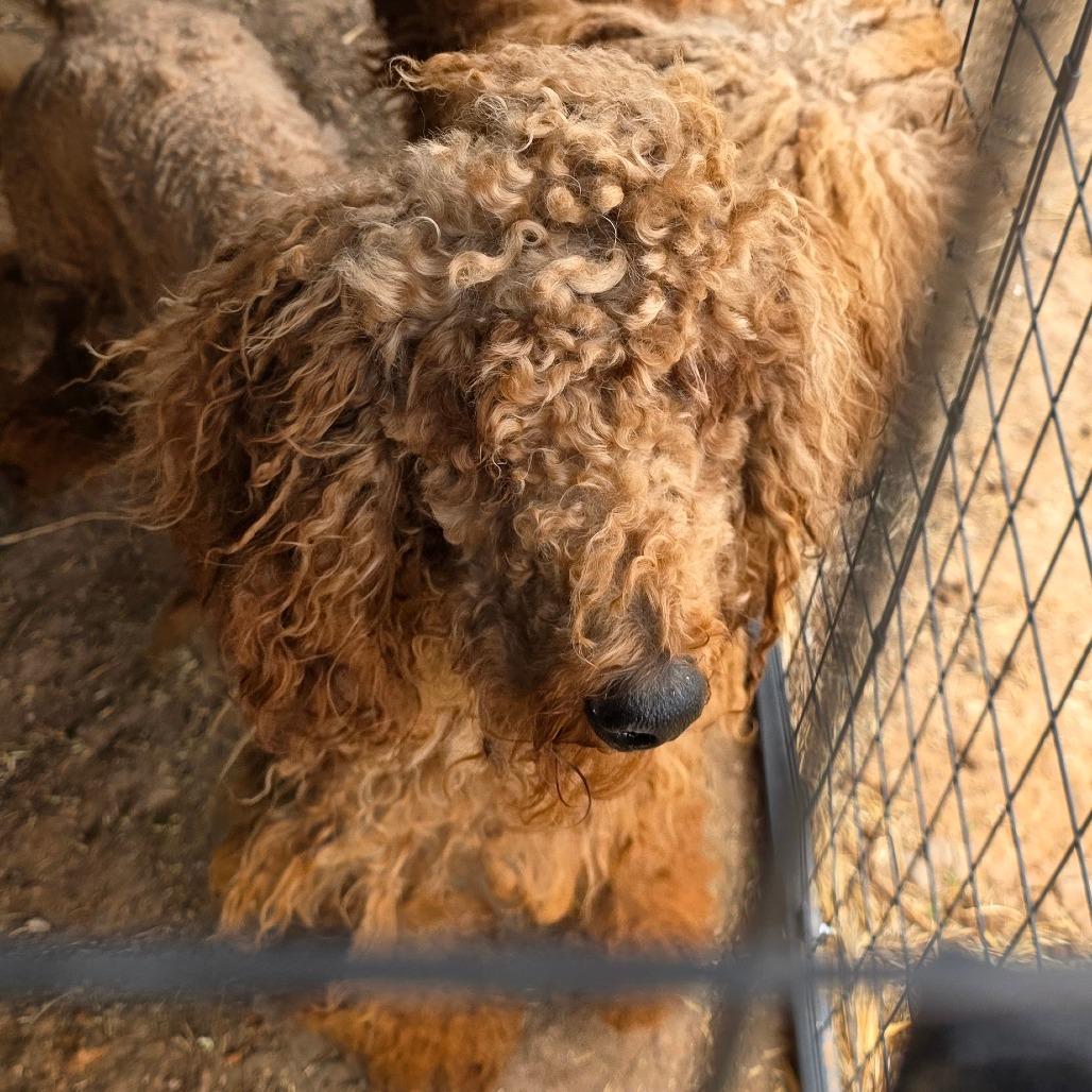 Enlarge Allen, a Adoptable mixed breed in Goltry, OK image 2/6