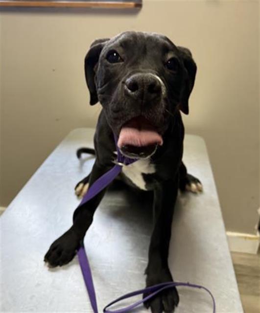 Enlarge POTATO, a Adoptable mixed breed in Redlands, CA image 1/1