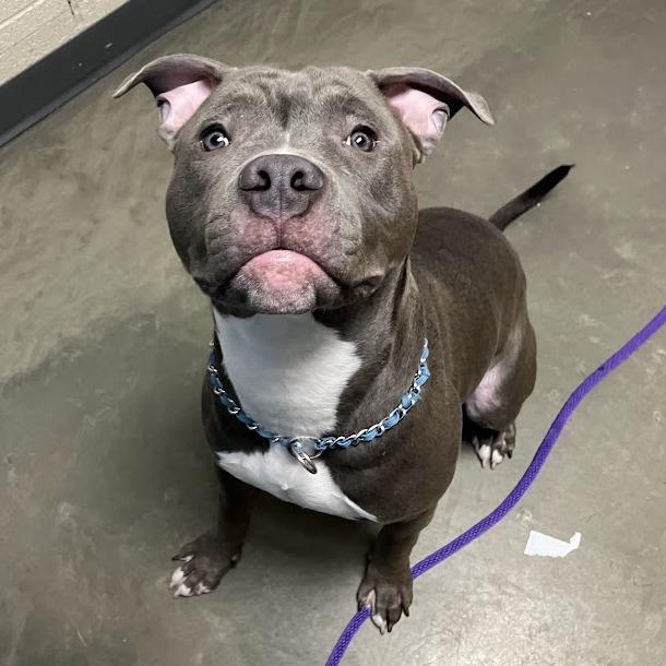 Enlarge The Great Gatsby, a Adoptable Mixed Breed in DeKalb, IL image 2/5