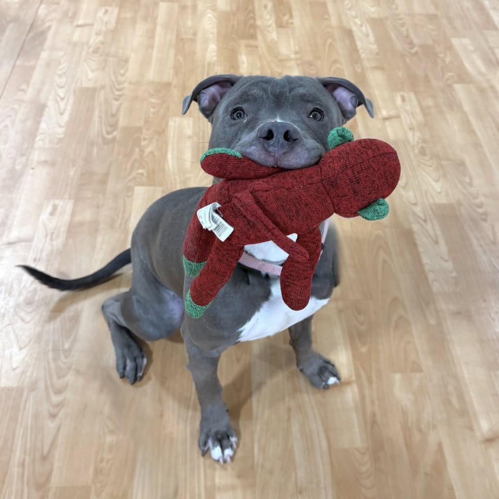 Enlarge The Great Gatsby, a Adoptable Mixed Breed in DeKalb, IL image 3/5