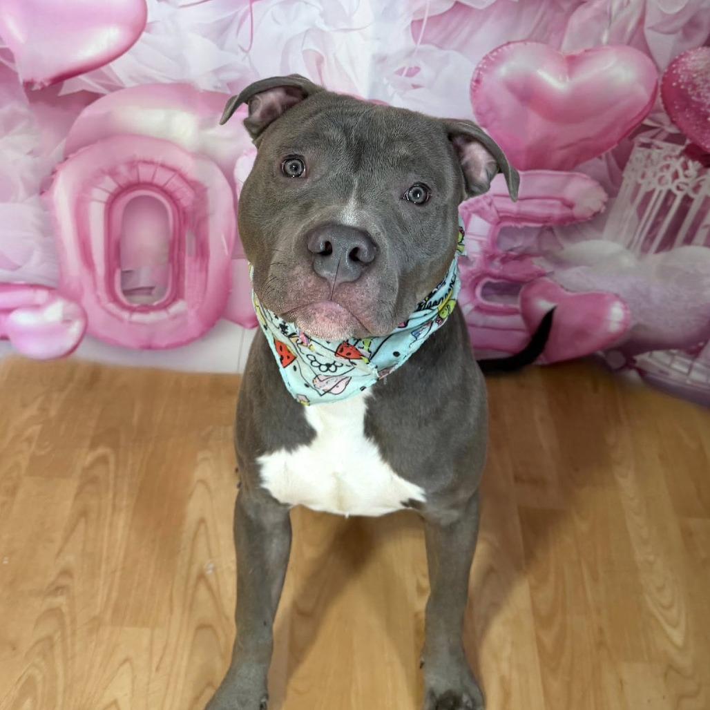 Enlarge The Great Gatsby, a Adoptable Mixed Breed in DeKalb, IL image 4/5