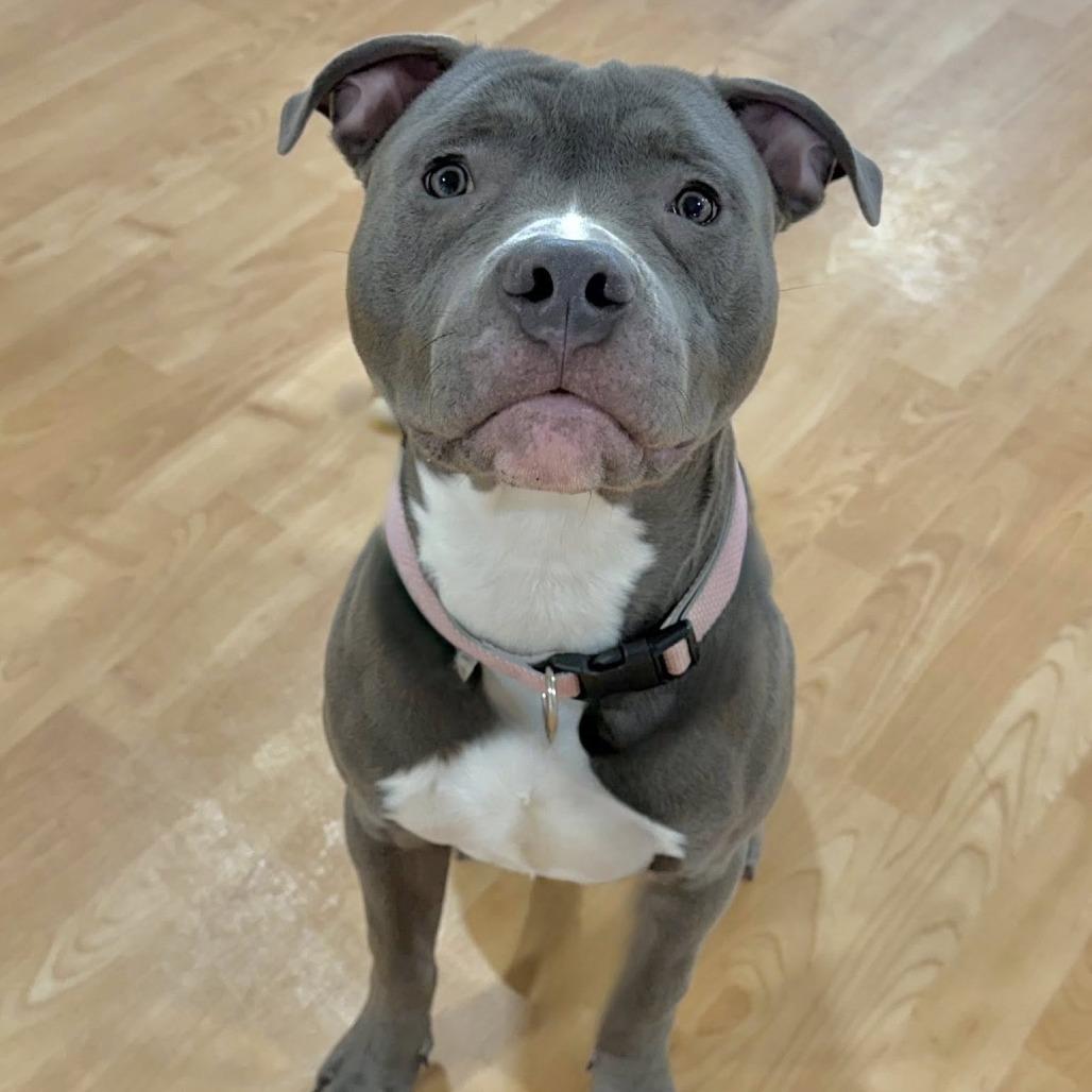 Enlarge The Great Gatsby, a Adoptable Mixed Breed in DeKalb, IL image 5/5