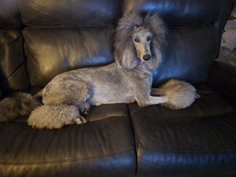 Enlarge Winnie, a Adoptable Standard Poodle in Xenia, OH image 1/6