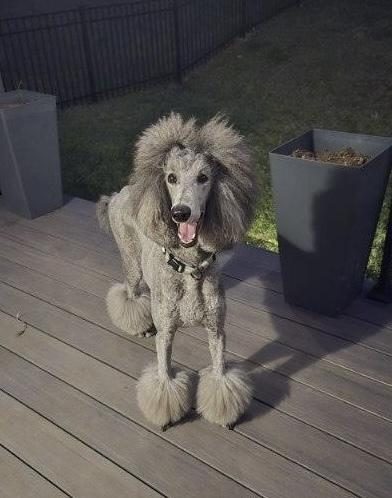 Enlarge Winnie, a Adoptable Standard Poodle in Xenia, OH image 2/6