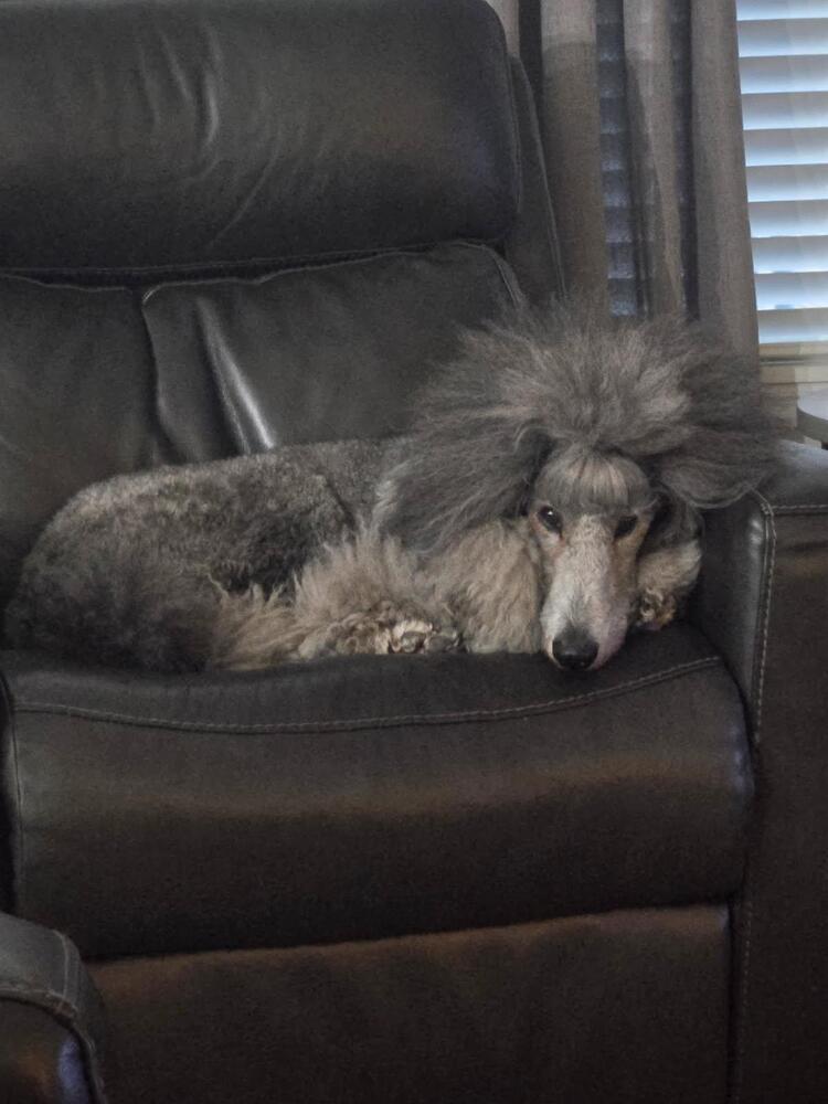 Enlarge Winnie, a Adoptable Standard Poodle in Xenia, OH image 3/6