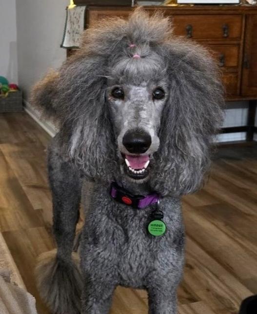 Enlarge Winnie, a Adoptable Standard Poodle in Xenia, OH image 4/6