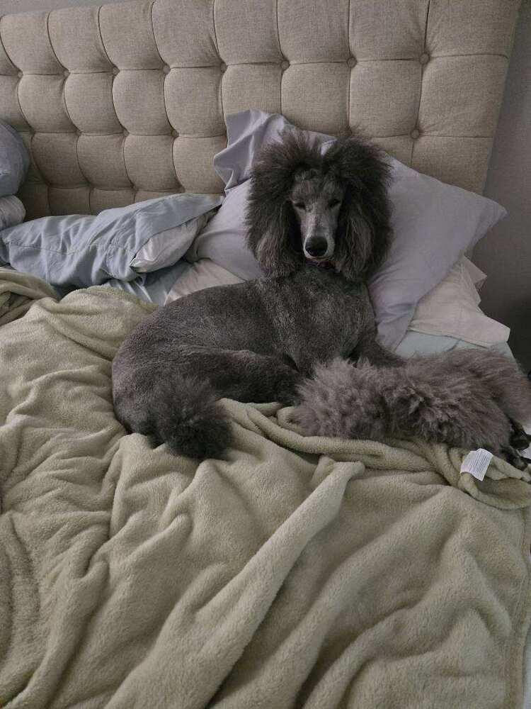 Enlarge Winnie, a Adoptable Standard Poodle in Xenia, OH image 5/6