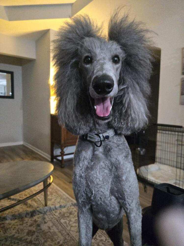 Enlarge Winnie, a Adoptable Standard Poodle in Xenia, OH image 6/6