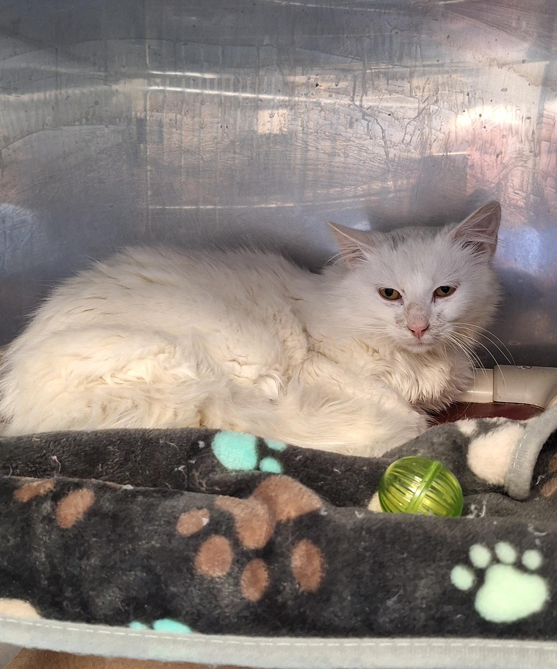 Enlarge Frosty, a ADOPTABLE Domestic Long Hair in Stanton, KY image 3/3