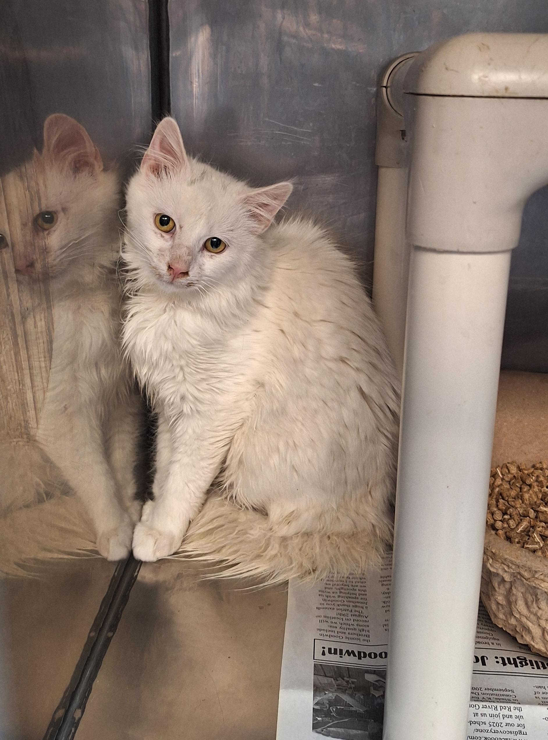 Enlarge Frosty, a ADOPTABLE Domestic Long Hair in Stanton, KY image 2/3