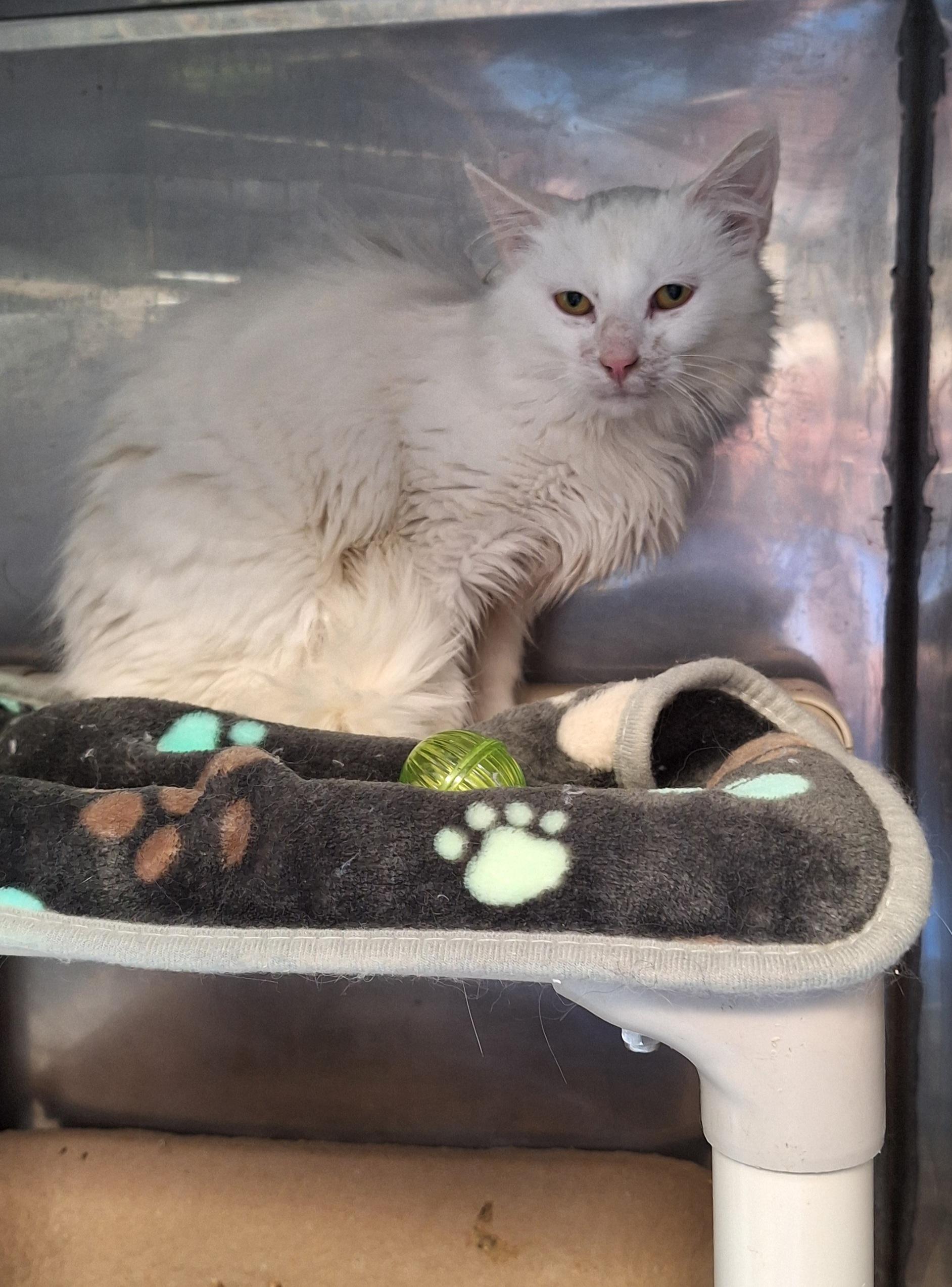 Frosty, ADOPTABLE, Adult Male Domestic Long Hair.