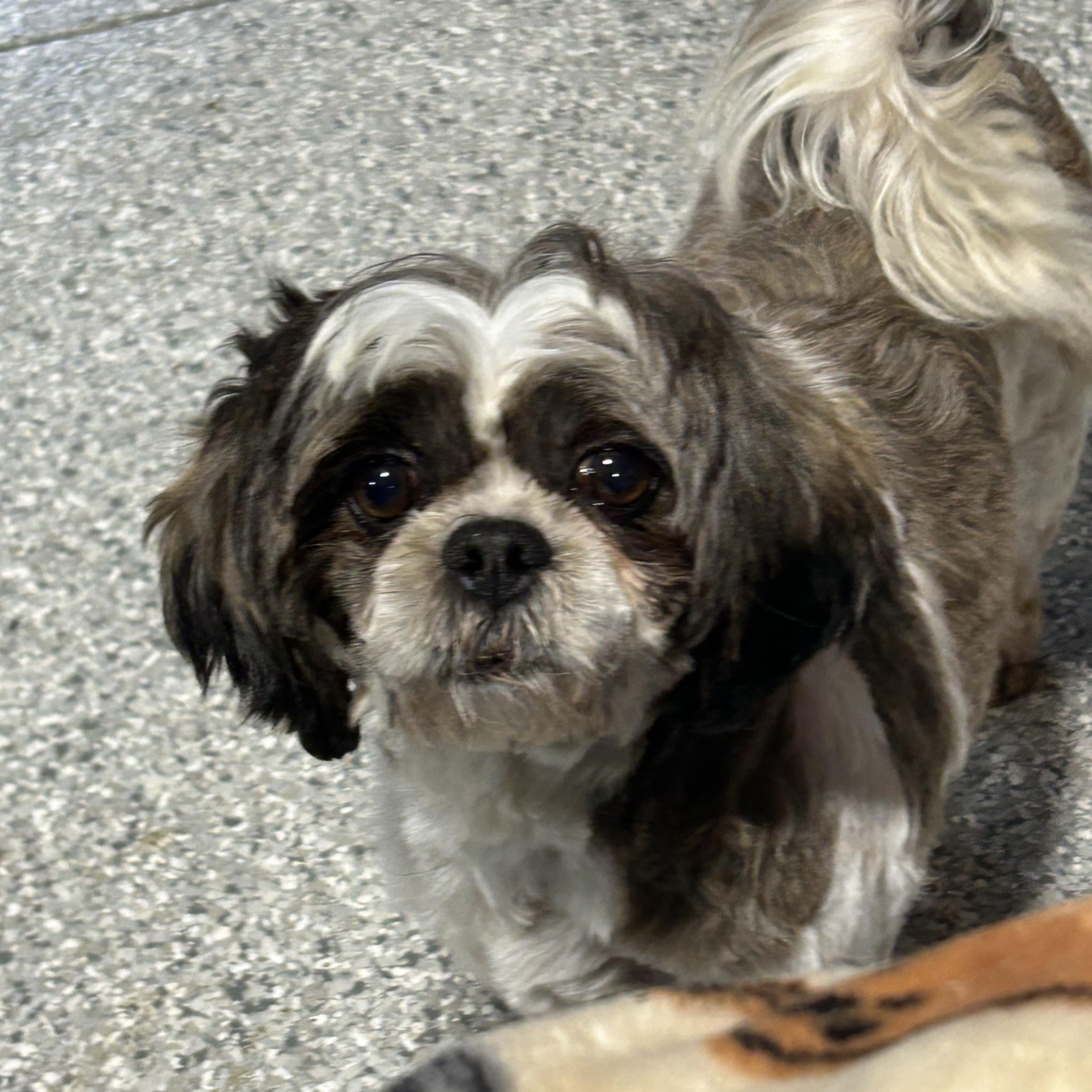 Enlarge Symphany , a Adoptable Shih Tzu in Antwerp, OH image 1/5
