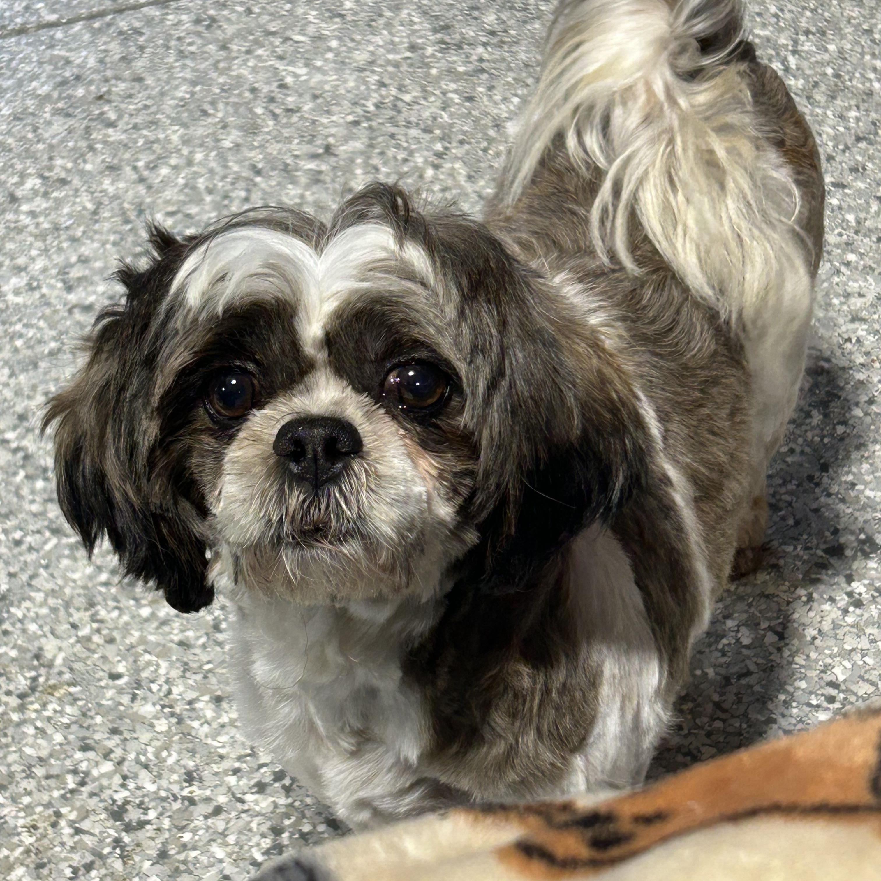 Enlarge Symphany , a Adoptable Shih Tzu in Antwerp, OH image 5/5