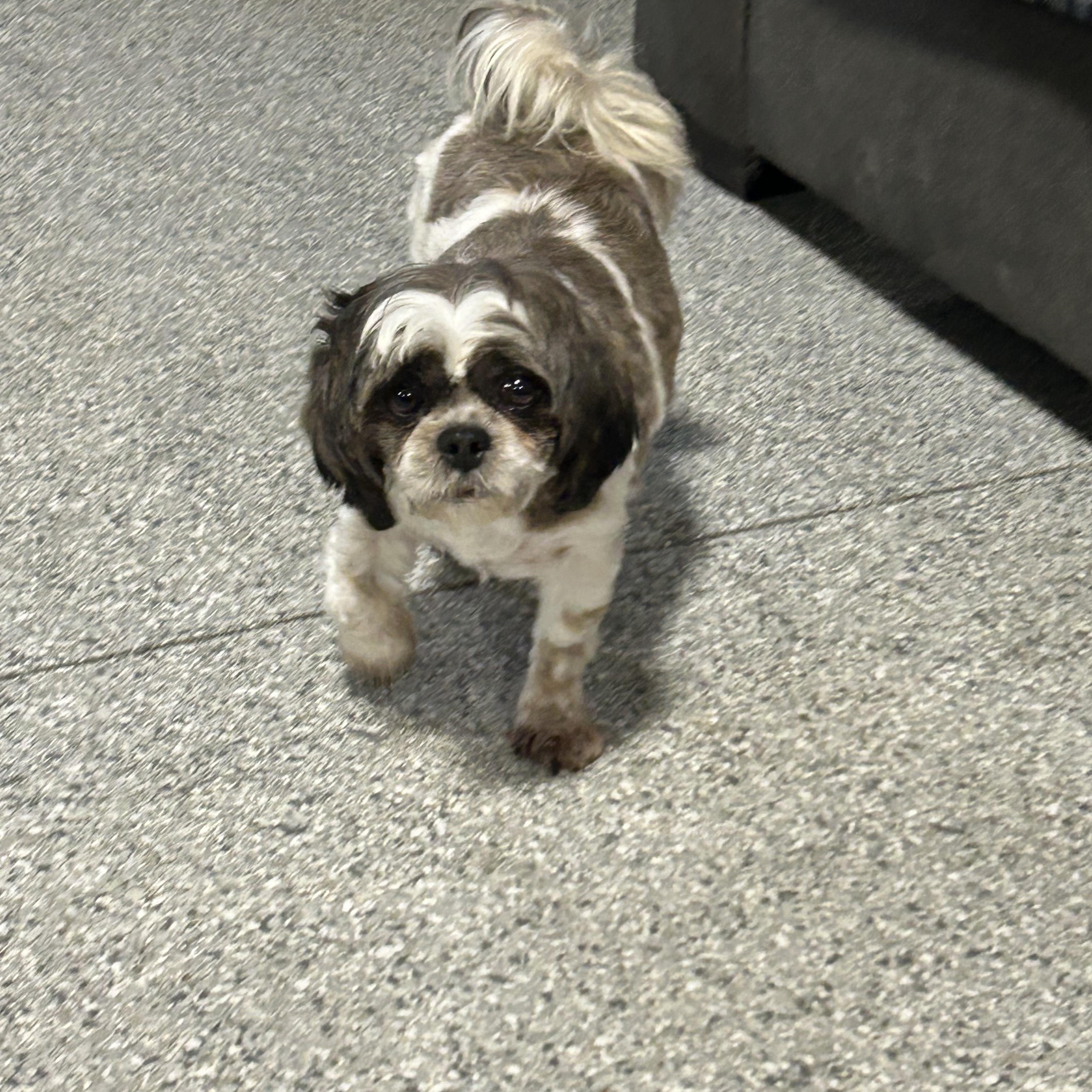 Enlarge Symphany , a Adoptable Shih Tzu in Antwerp, OH image 2/5