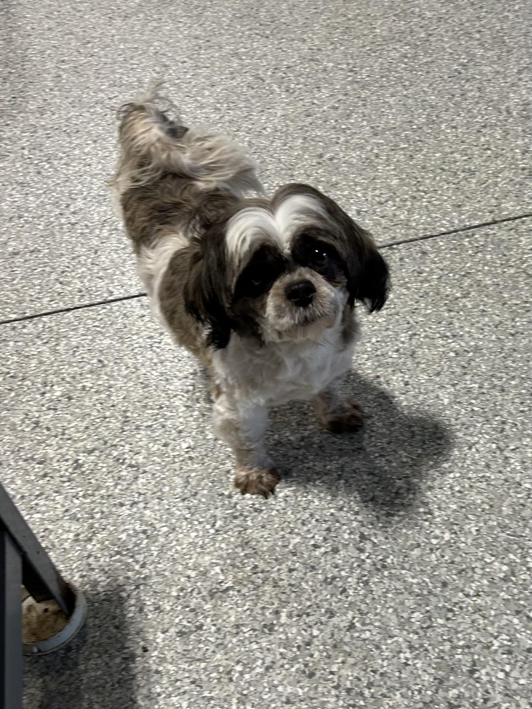 Enlarge Symphany , a Adoptable Shih Tzu in Antwerp, OH image 4/5