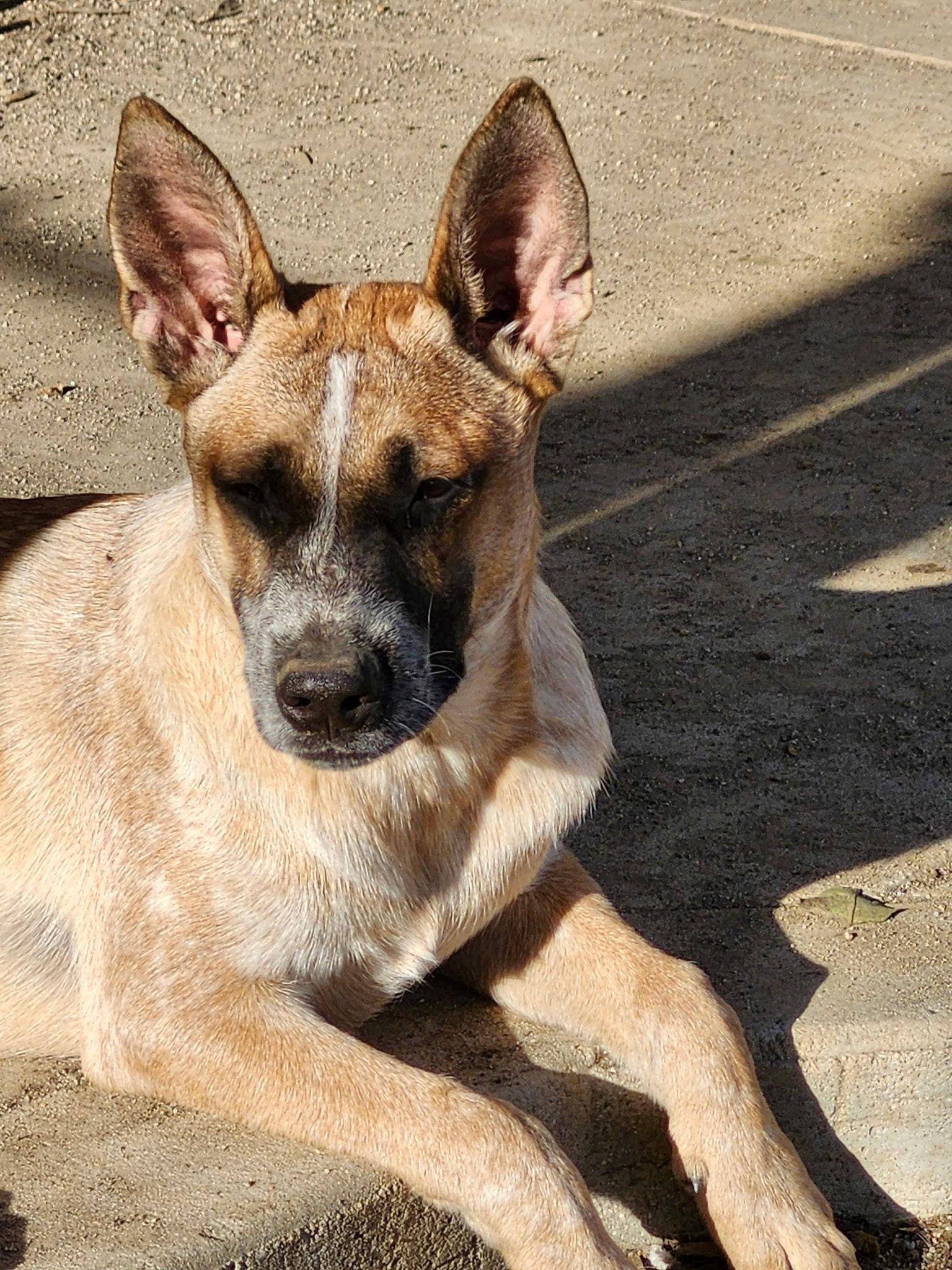 Enlarge Ross, a Adoptable Australian Cattle Dog / Blue Heeler in Rancho Cucamonga, CA image 1/3