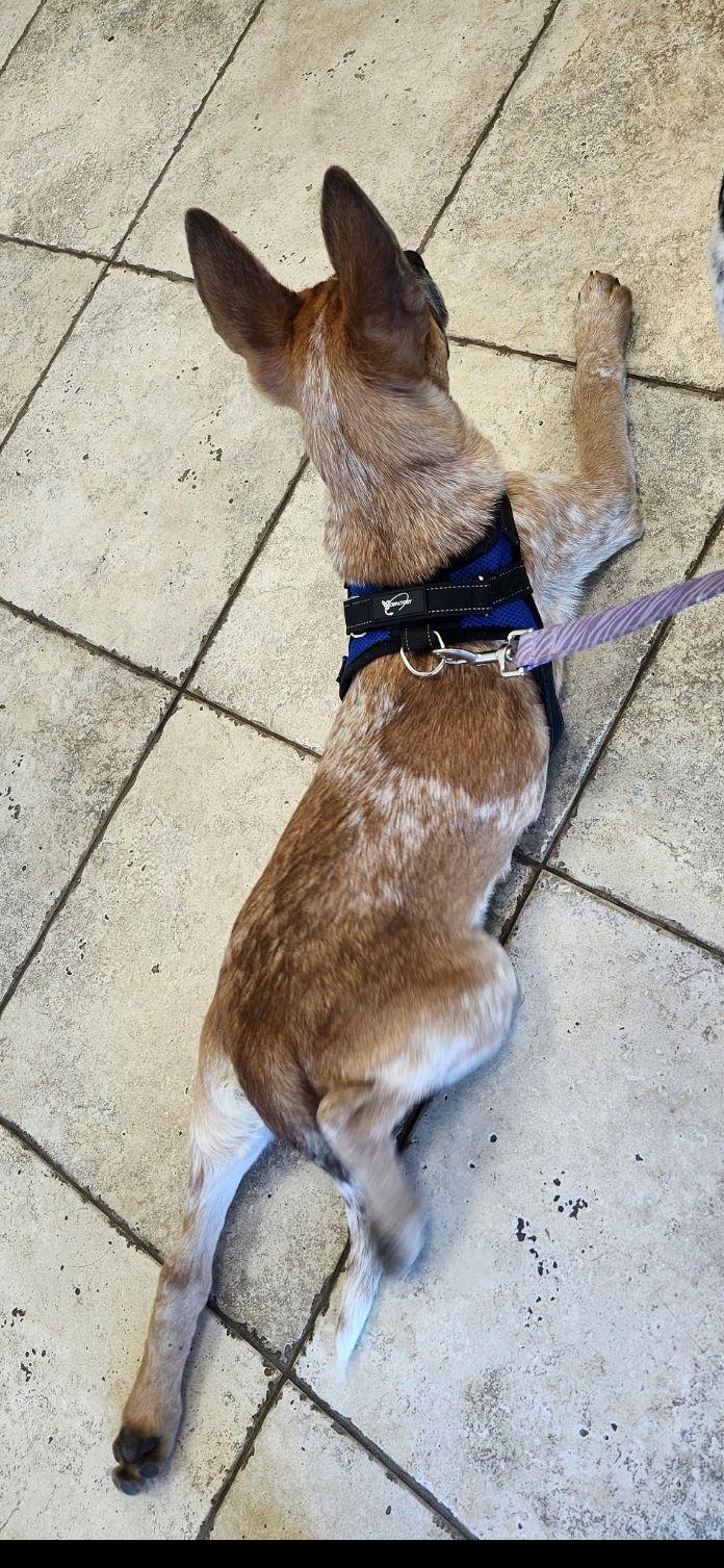 Enlarge Ross, a Adoptable Australian Cattle Dog / Blue Heeler in Rancho Cucamonga, CA image 1/3