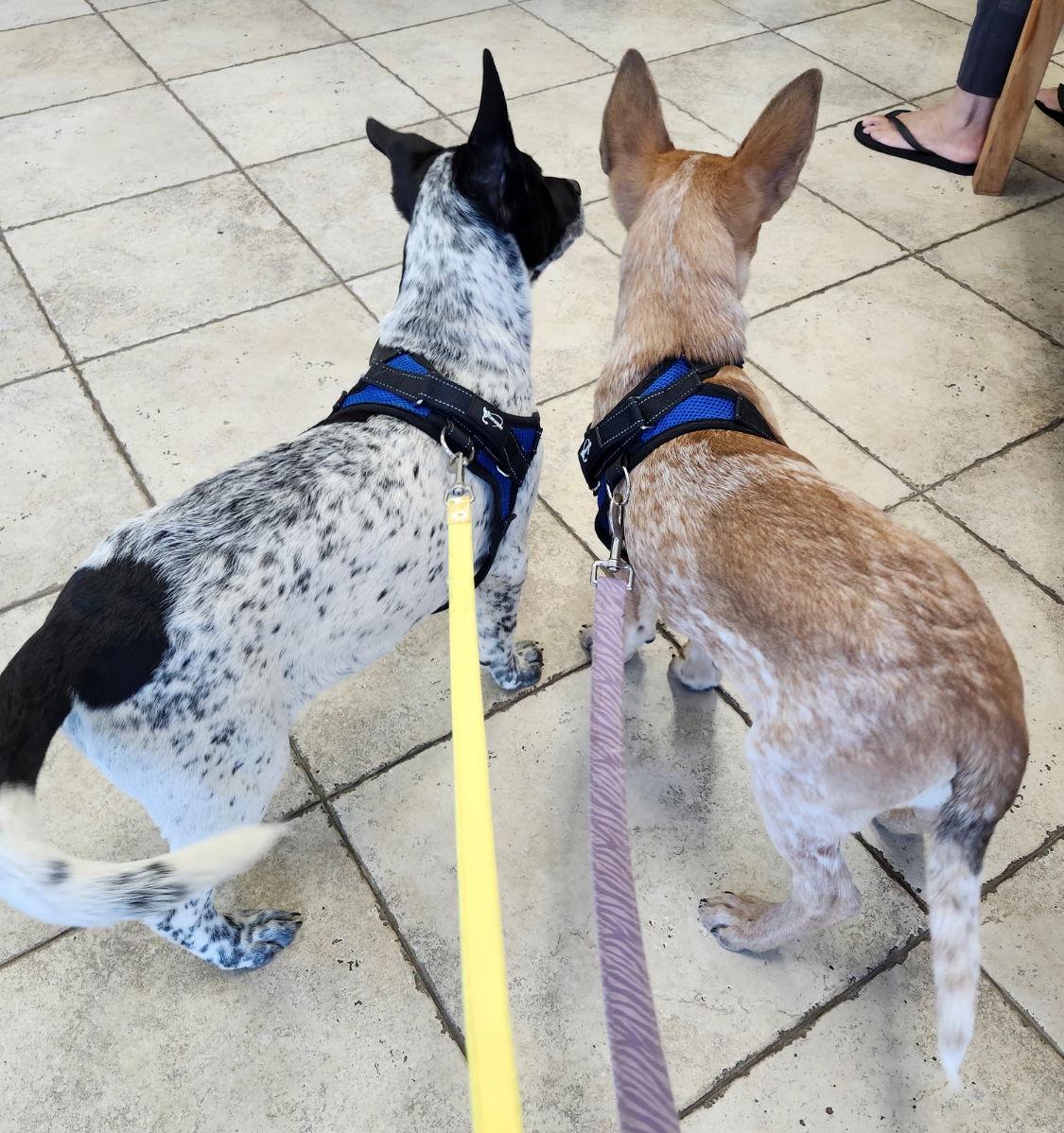 Ross, Adoptable, Puppy Male Australian Cattle Dog / Blue Heeler.